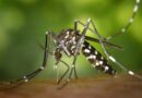 Durch Mücken übertragene Krankheiten bedrohen die Welt